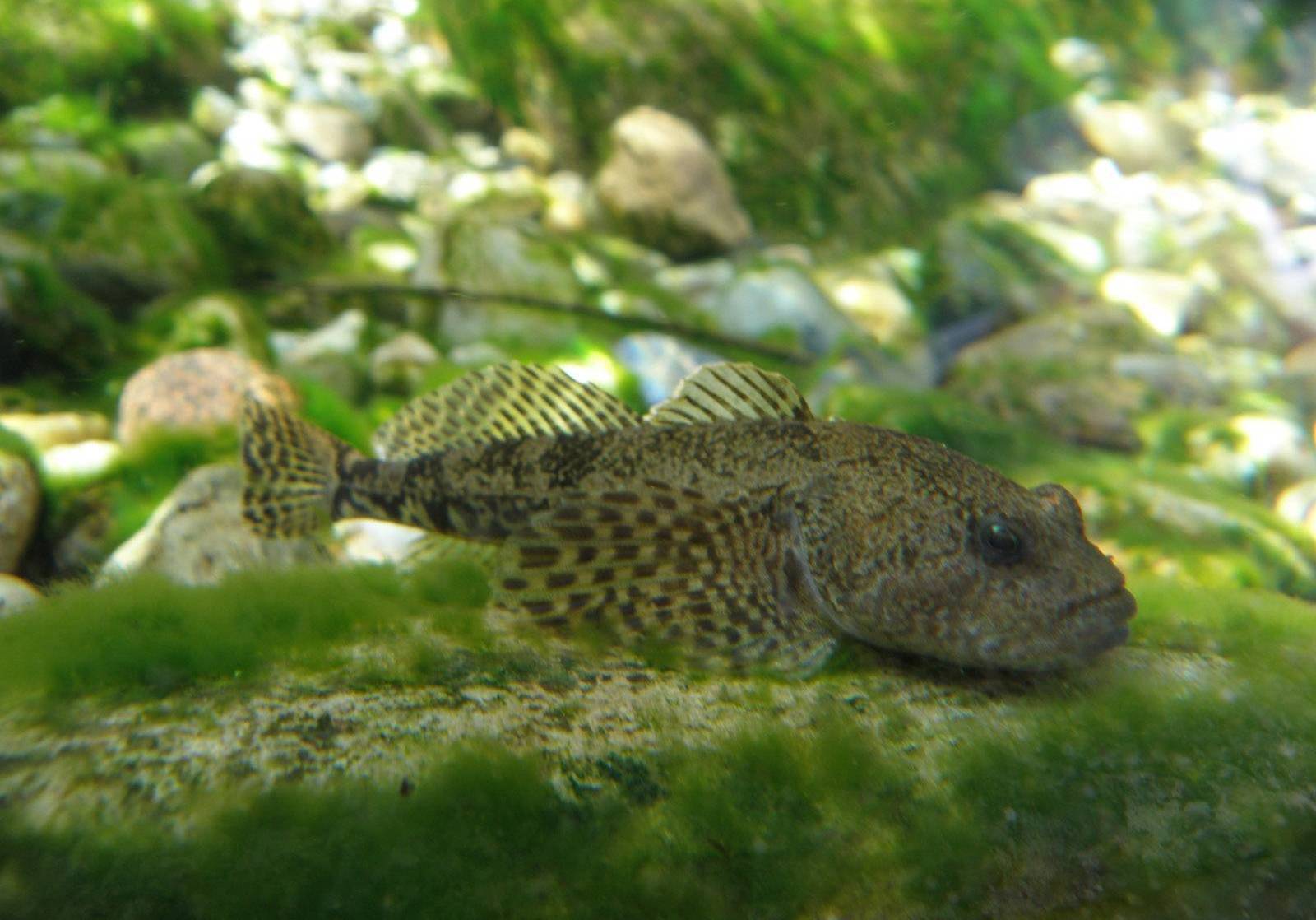 (Scorpaeniformes Greenwood et al., 1966) Отряд Скорпениформес